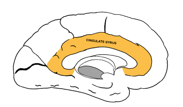 cingulate cortex mediates aspects of attention